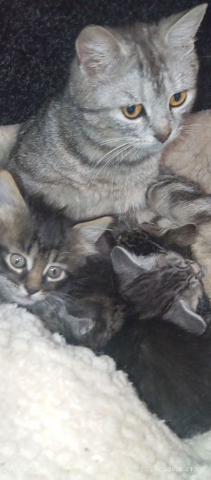 Гарнюня котик британський віскас