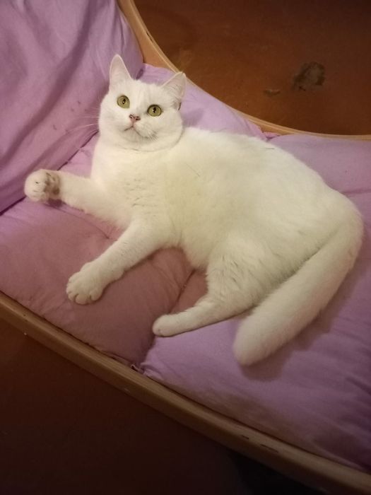 Отдам белую кошку, стерилизована. 2 года