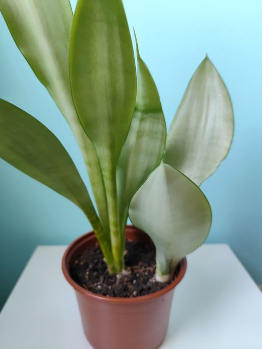 Sansevieria (espada) "Moonshine"