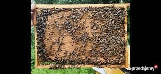 Sprzedam rodziny przczele