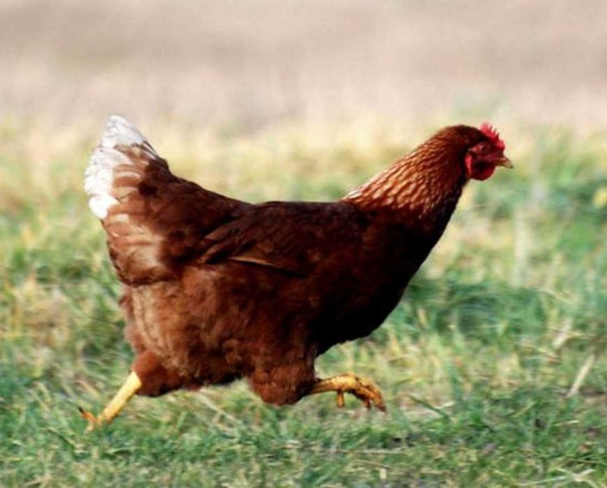 Kury Nioski Dowóz Gratis Detal/Hurt