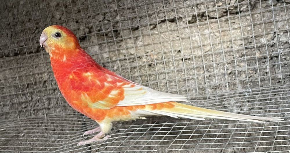 Casais de red rumped e algumas aves sozinhas