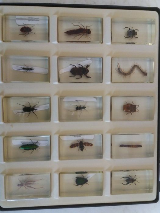 Коллекция «Жуки»