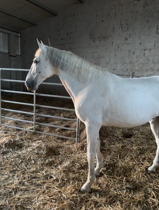 Cavalo lusitano PSL  ferro JCL