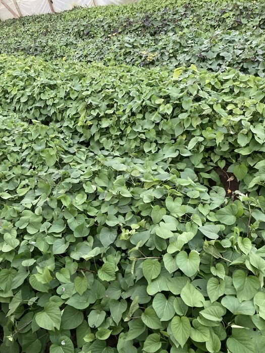 Rama de batata doce lira e laranja