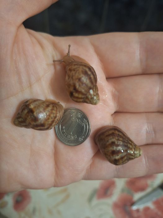 Віддаю Ахатин равликів