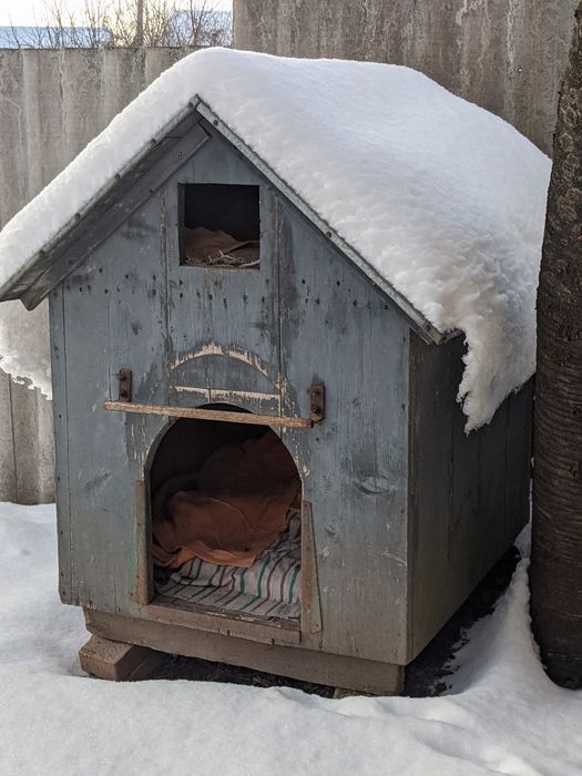 Буда собача велика