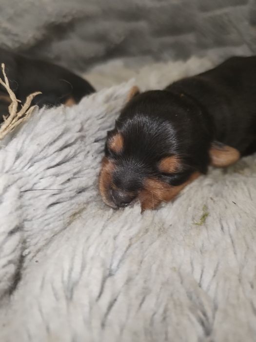 Yorkshire terrier