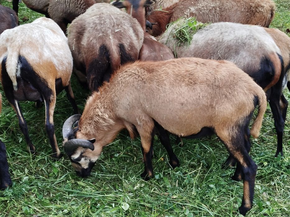 Baran tryk sprzedam 2 sztuki .