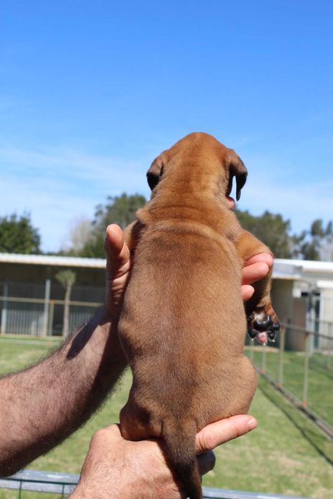Cachorra Boxer TOP
