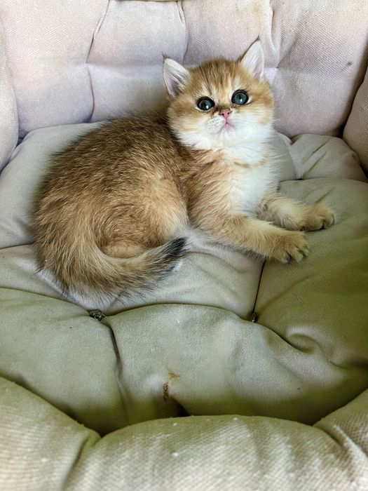 Британська золота шиншила Laura  bri ny 11