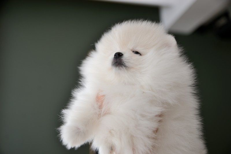 Pomeranian chłopak jasny krem Carlos