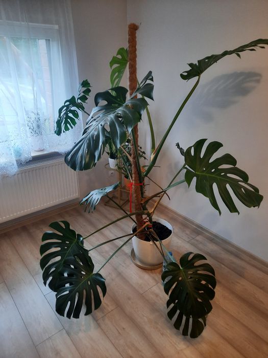 Monstera deliciosa