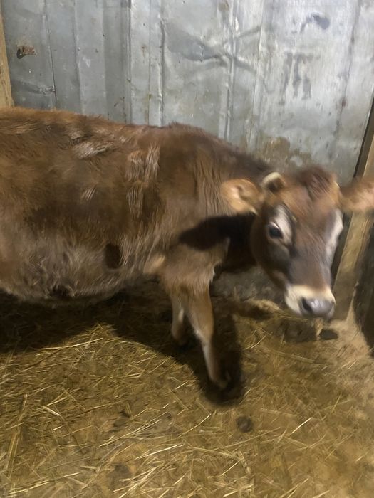 Джерсей. Теличка джерсейскої породи.