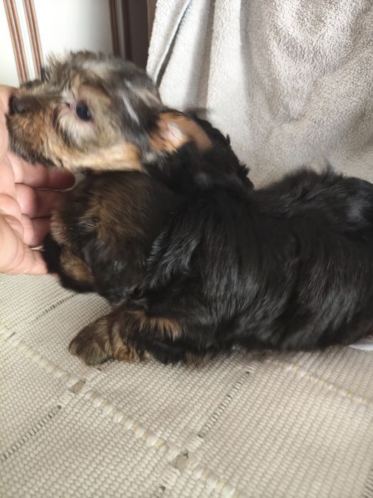 Yorkshire Terrier