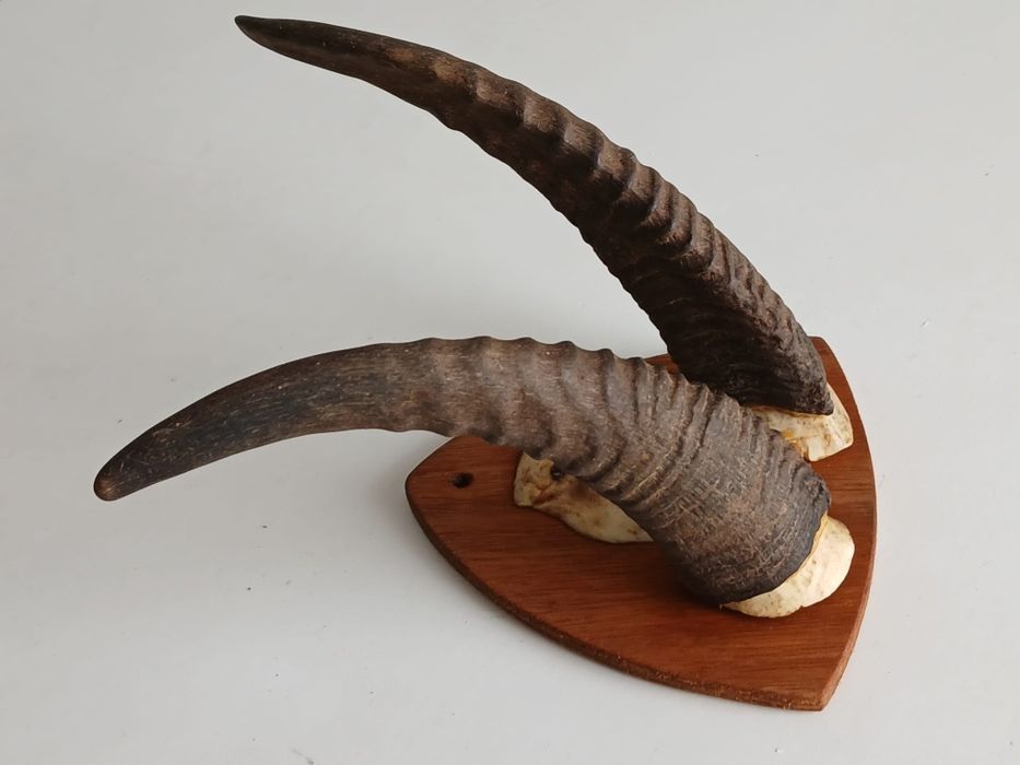 Par de chifres em base de madeira