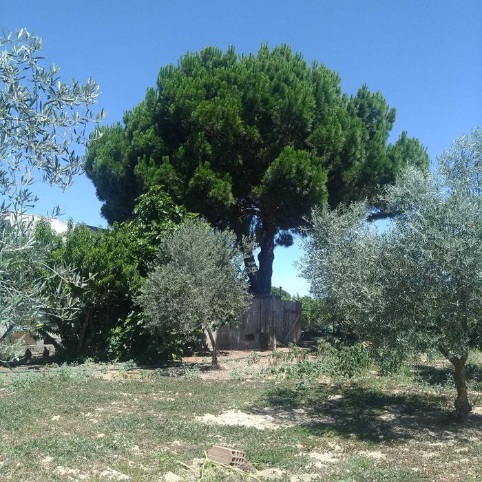 Quinta "Bela Vista" na Tapada das Figueiras em Castelo Branco
