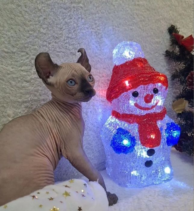 Кошенятка сфінкса