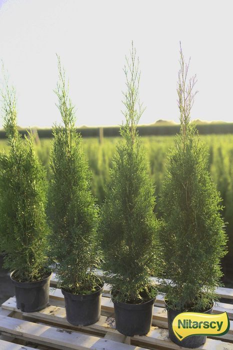 Tuja Tuje Thuja Szmaragd 80-90 cm. PRODUCENT, DOSTAWA GRATIS