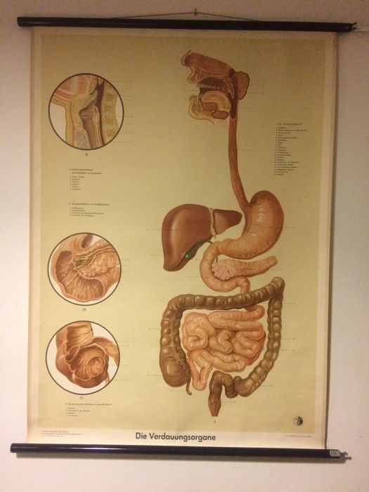 Painel Antigo sobre o Sistema Digestivo