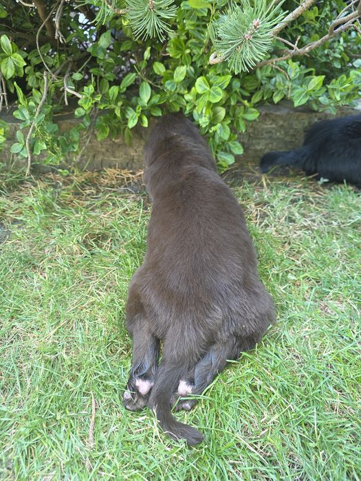 Flat Coated Retriever  suka