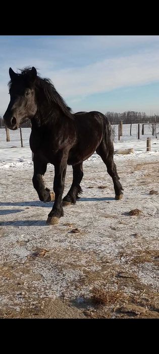 Sprzedam ogiera kary wysoki