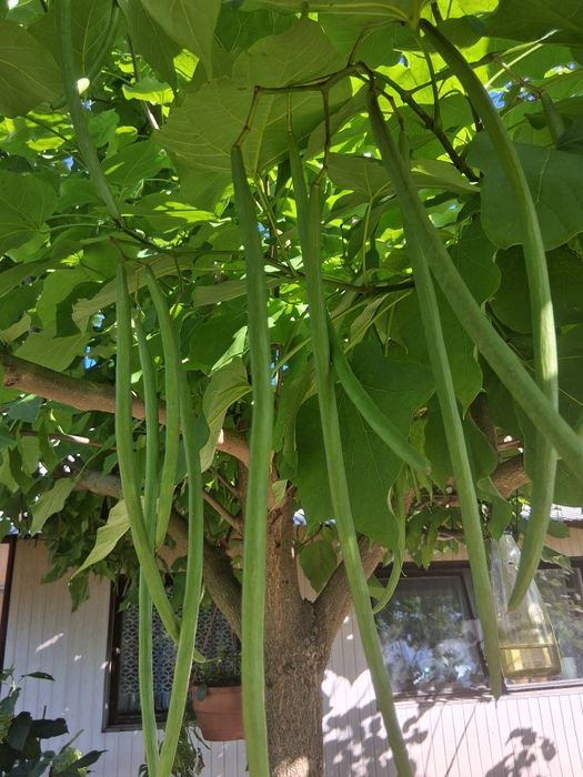Katalpa/Surmia (catalpa bignonioides)