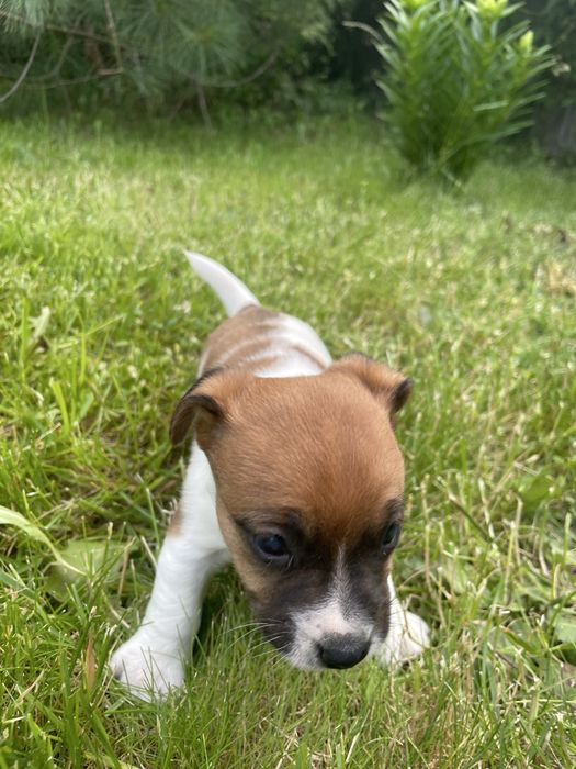 Jack Russell Terrier suczka Figa