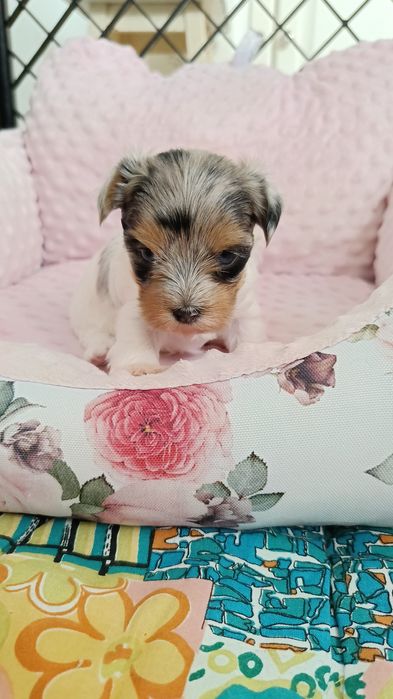 Sunia Yorkshire terrier malutka Bluebery