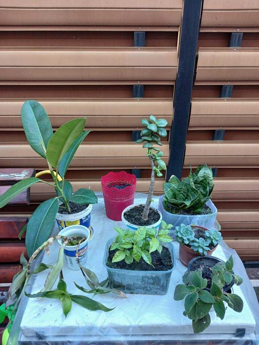 Кімнатні квіти і вазони