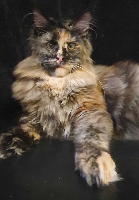 МСО Мейн-кун  дівчинка