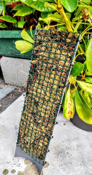 Tutor / Pole / Suporte Para Plantas