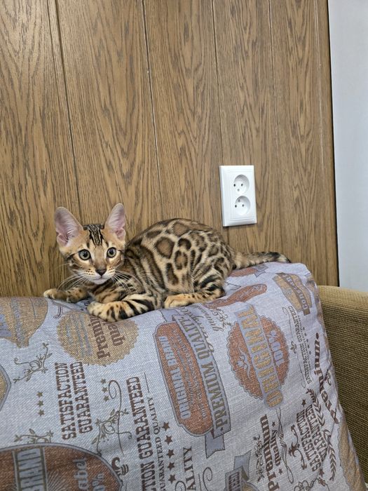 Елітні  бенгальські  кошенята  дівчата бенгал