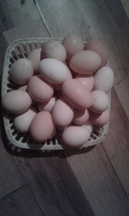 Sprzedam jajka wiejskie