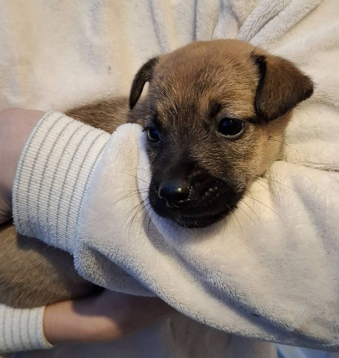 Цуценята метиси овчарки  безкоштовно