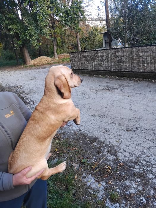 Красень таксочка хлопчик