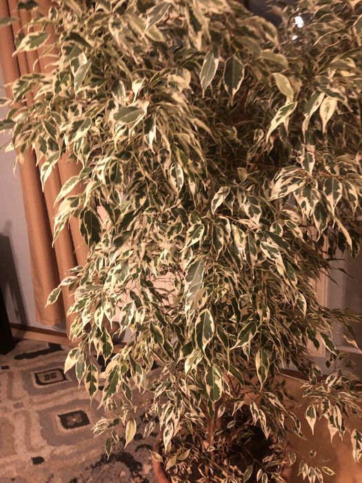 Fikus,monstera,fikus beniamin