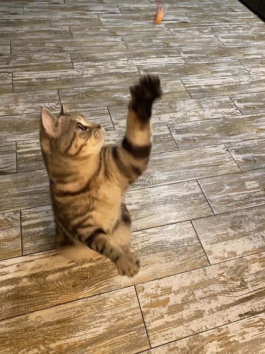 Благородный шотландец Мажор ( скоттиш страйт)