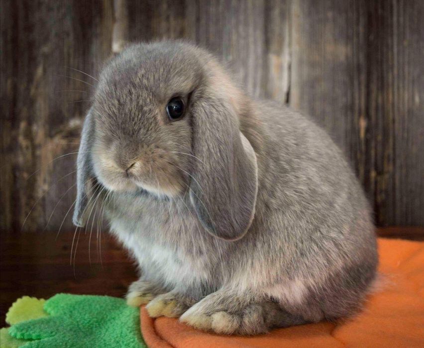 KIT Coelhos anões orelhudos(mini loop) lindíssimos e muito dóceis