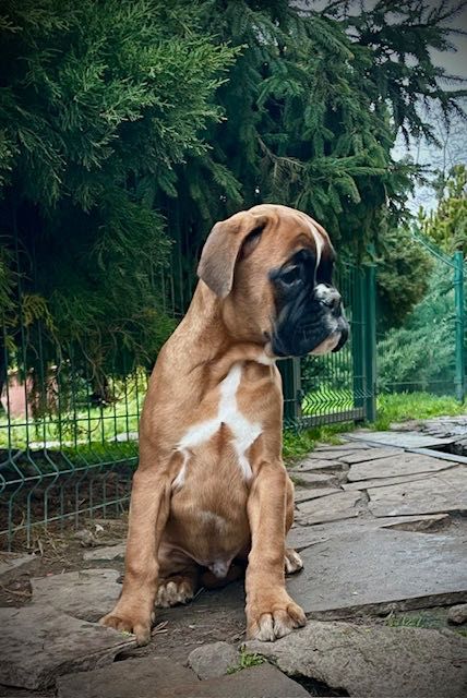 Німецький боксер . Рудий хлопчик .