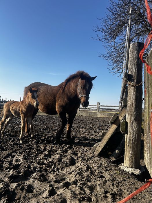 Sprzedaż koni huculskich