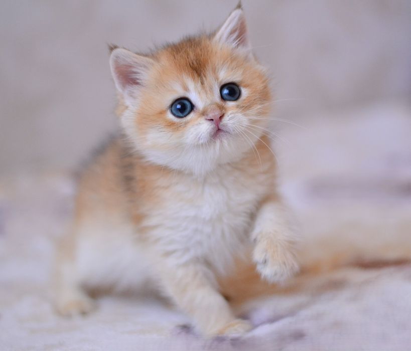 Золотий хлопчик британець