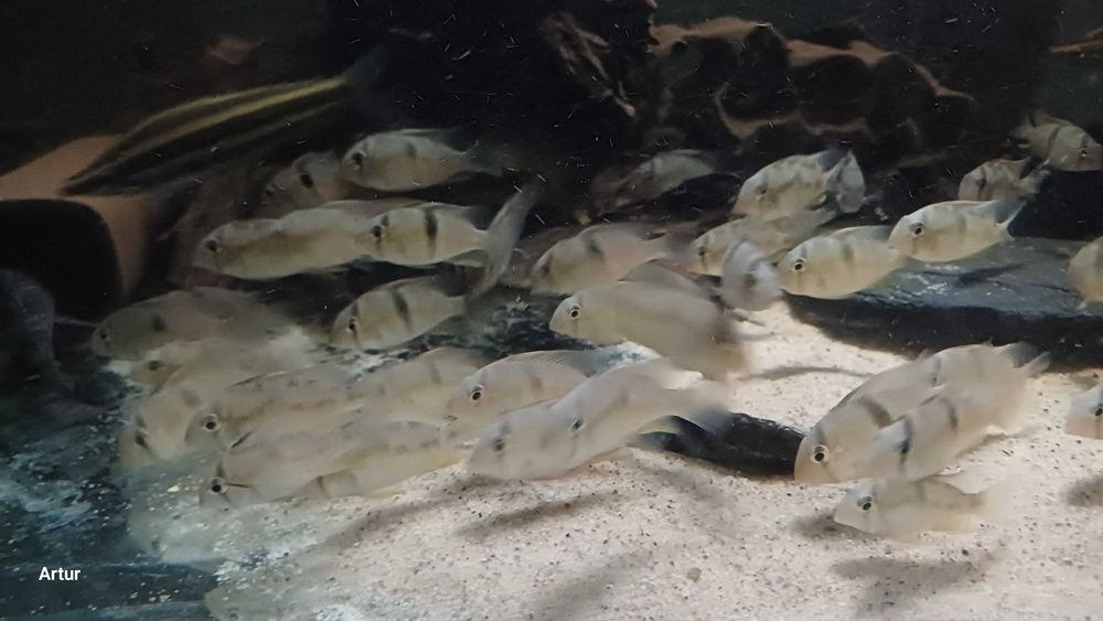 Ziemiojady Guianacara owroewefi młode