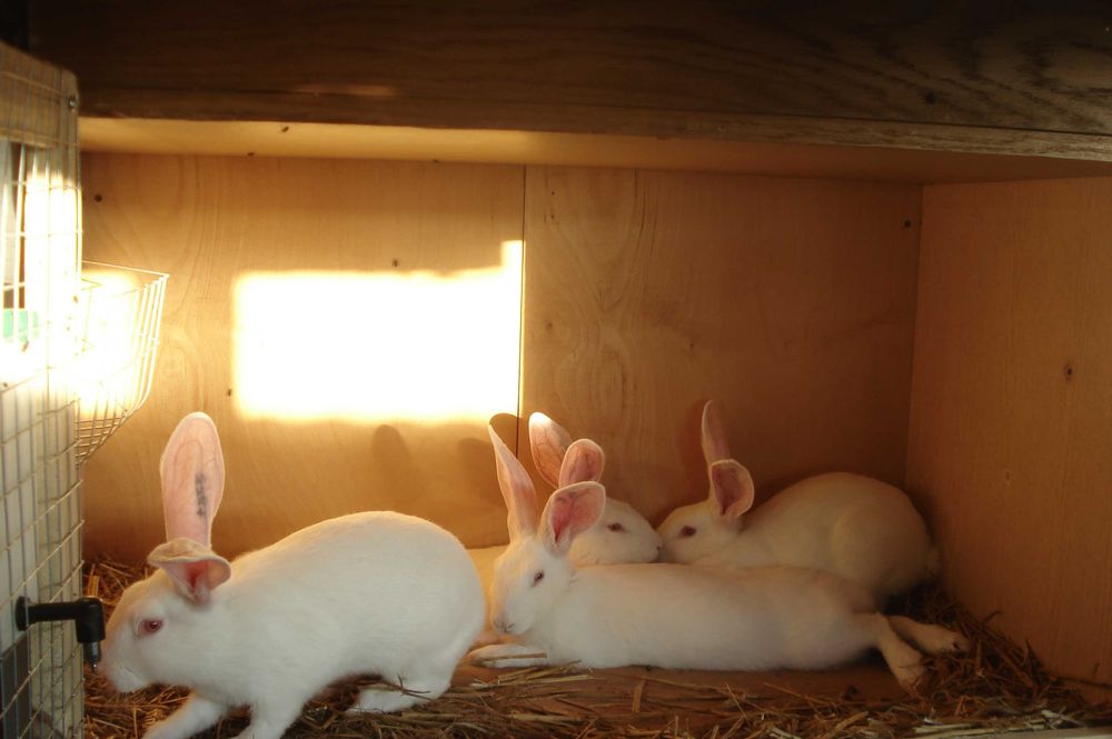 Króliki Termondzkie Białe z rodowodami