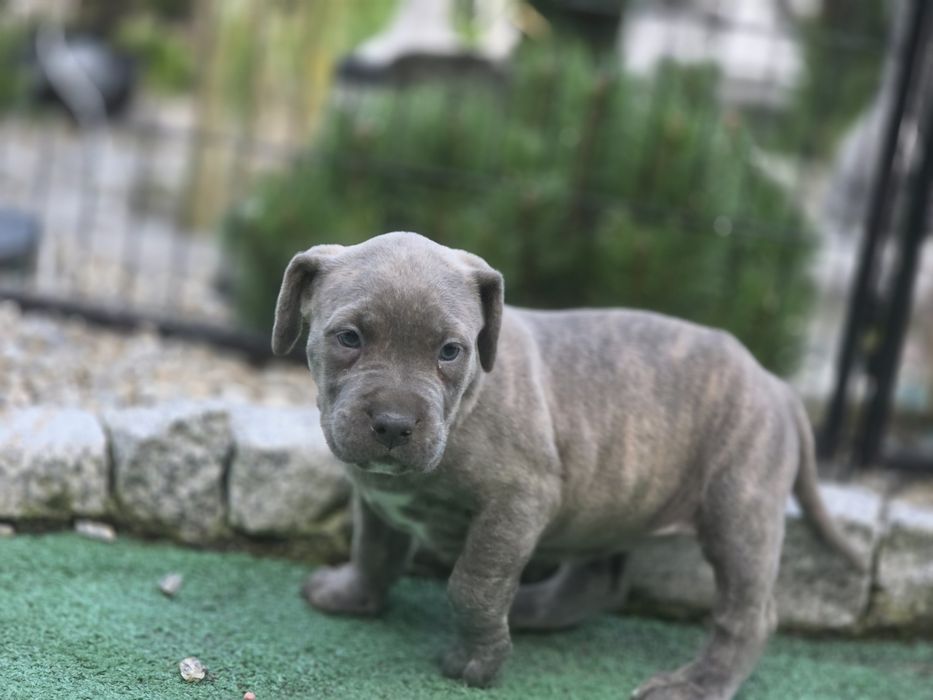 Suczka american bully  xl  z metryką