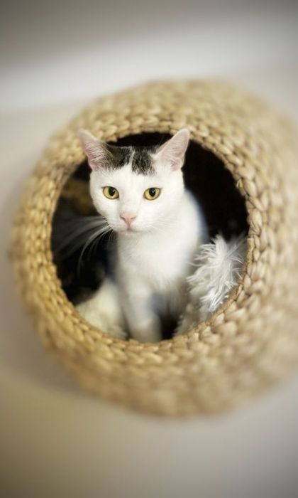 Żywa przytulanka szuka dobrego domu :)