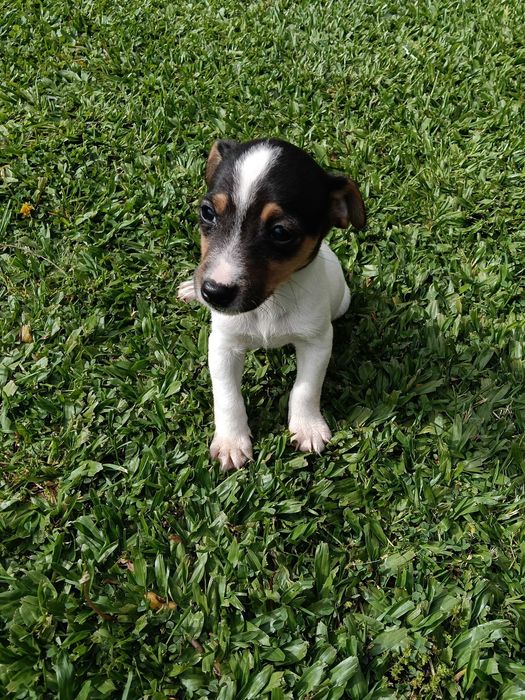 Jack Russel  só este fim de semana