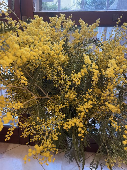 Мімоза  гілочки свіжі