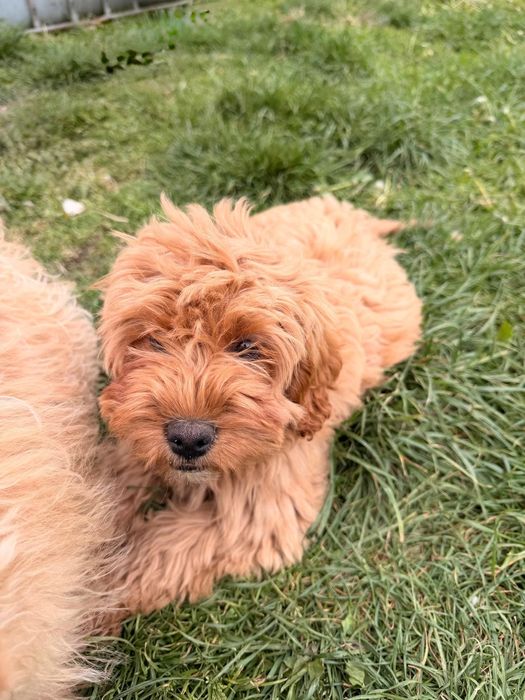 Śliczna sunia cavapoo