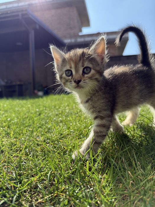 Кошенята маленькі 1.5місяців